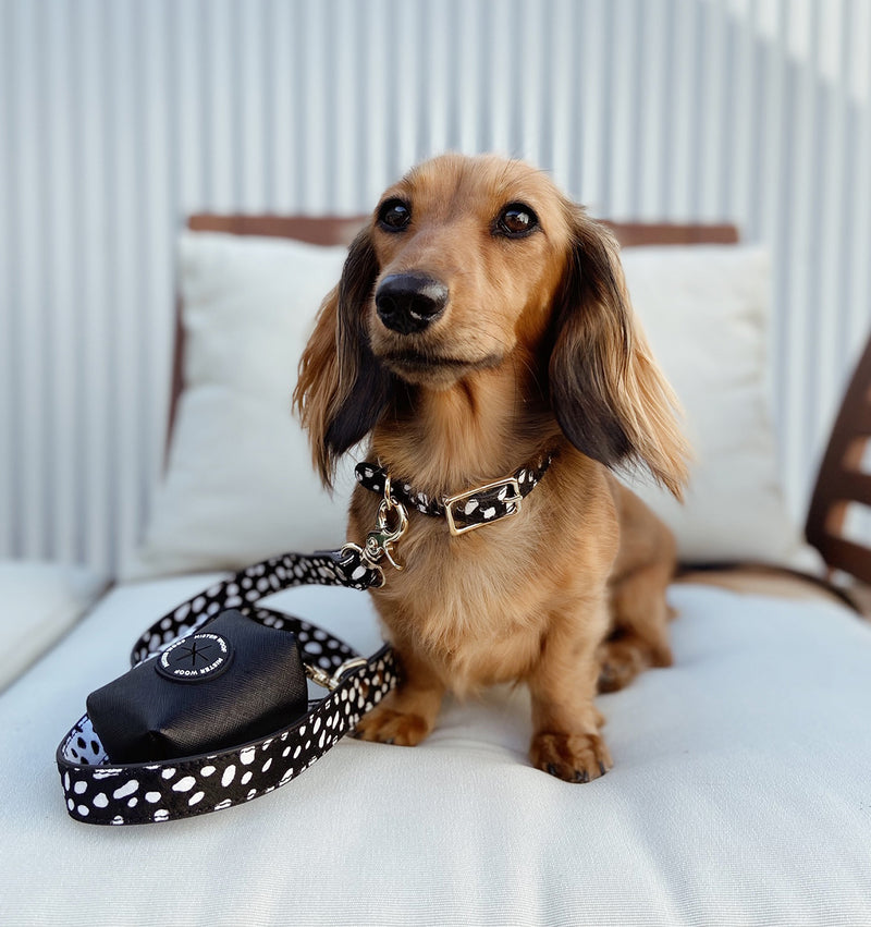 Polka Dot Leather Dog Collar