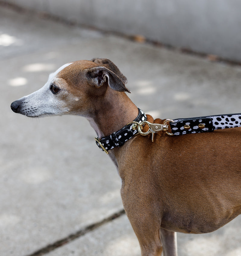 Polka Dot Leather Standard Dog Lead