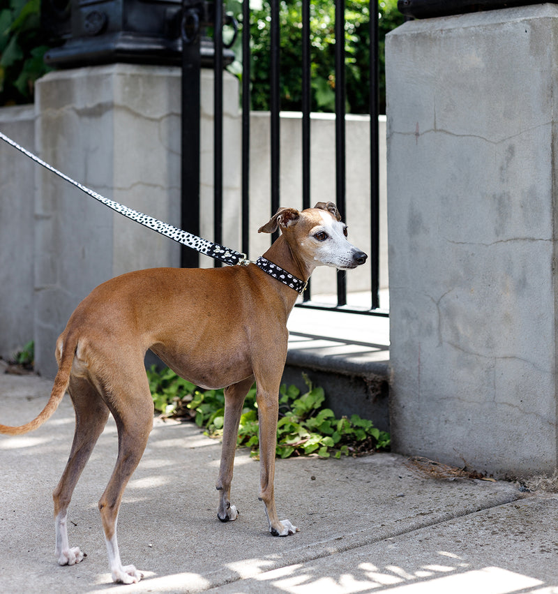 Polka Dot Leather Dog Collar