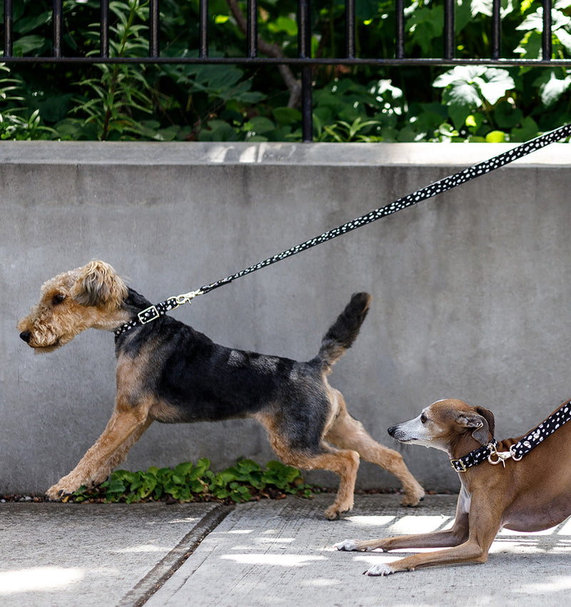 Polka Dot Leather Dog Collar