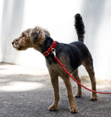 Red Leather Standard Dog Lead